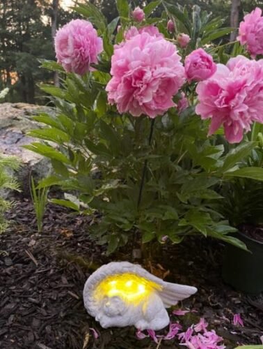 Garden Solar Light - Pet Memorial Stone photo review