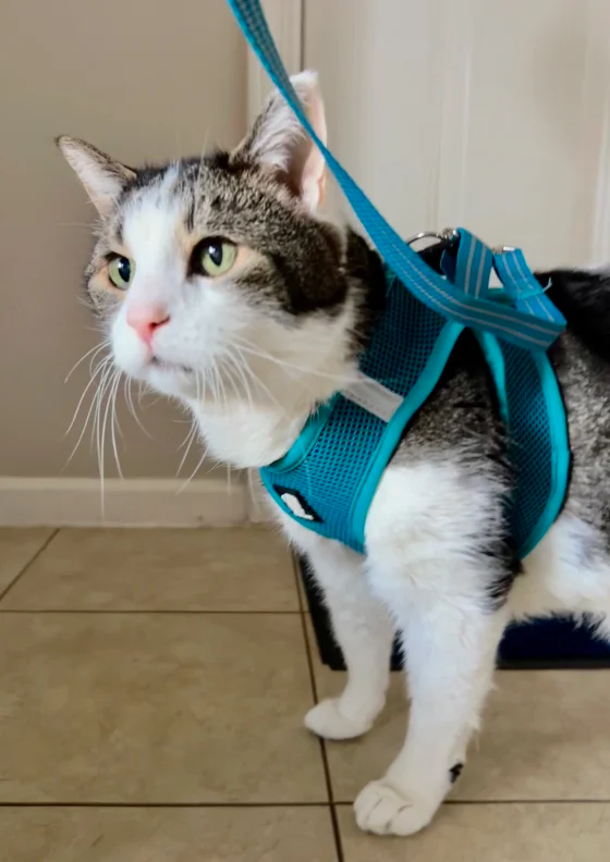 Do cats enjoy taking walks on leashes? Here’s what you need to know