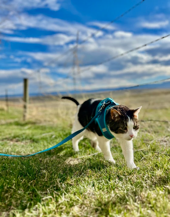 Do cats enjoy taking walks on leashes?