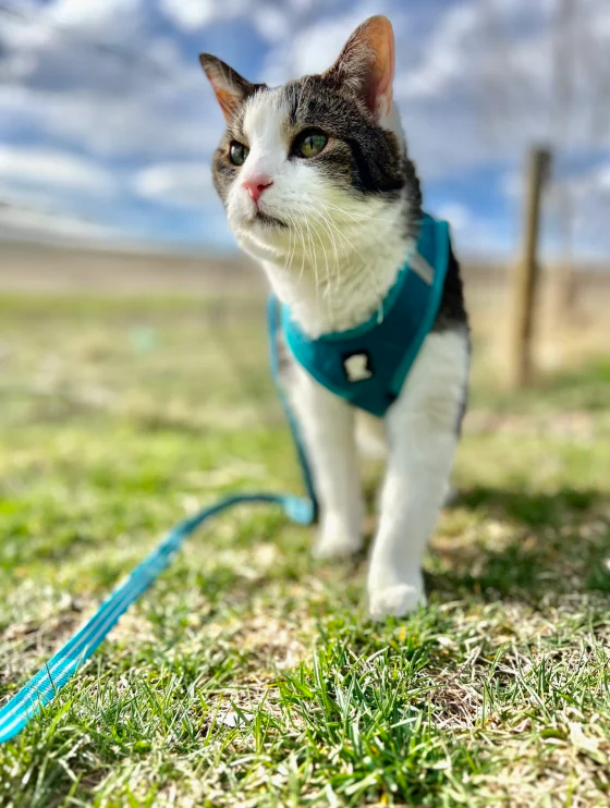 Do cats enjoy taking walks on leashes?