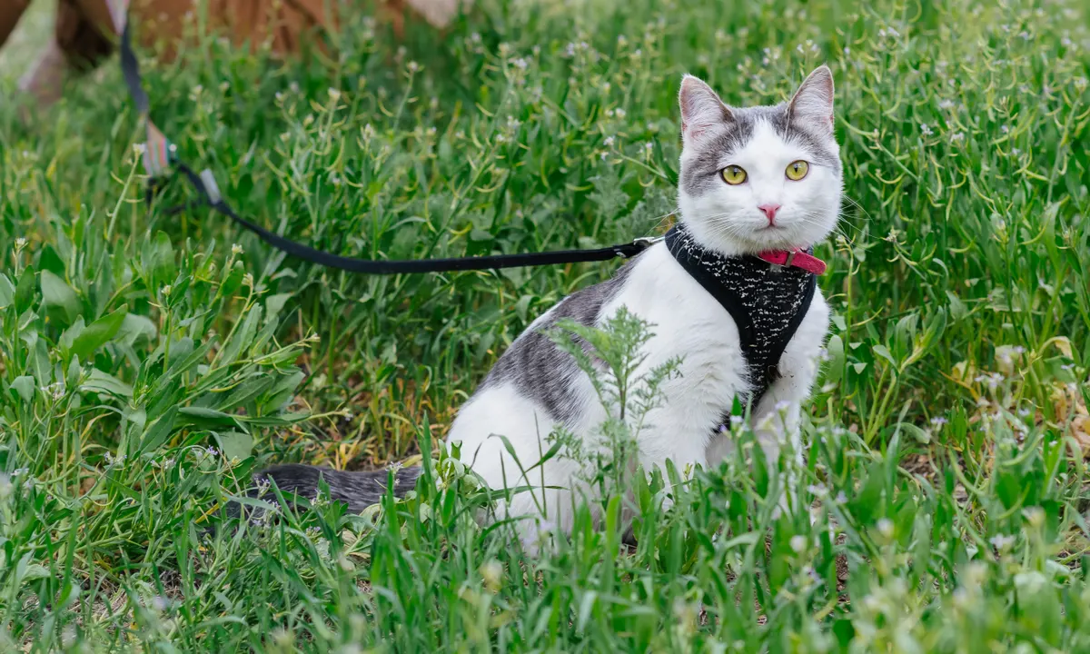 Do cats enjoy taking walks on leashes? Here’s what you need to know